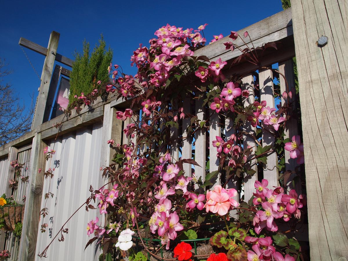 Annies Nirvana Lodge Backpackers Takaka Exterior foto